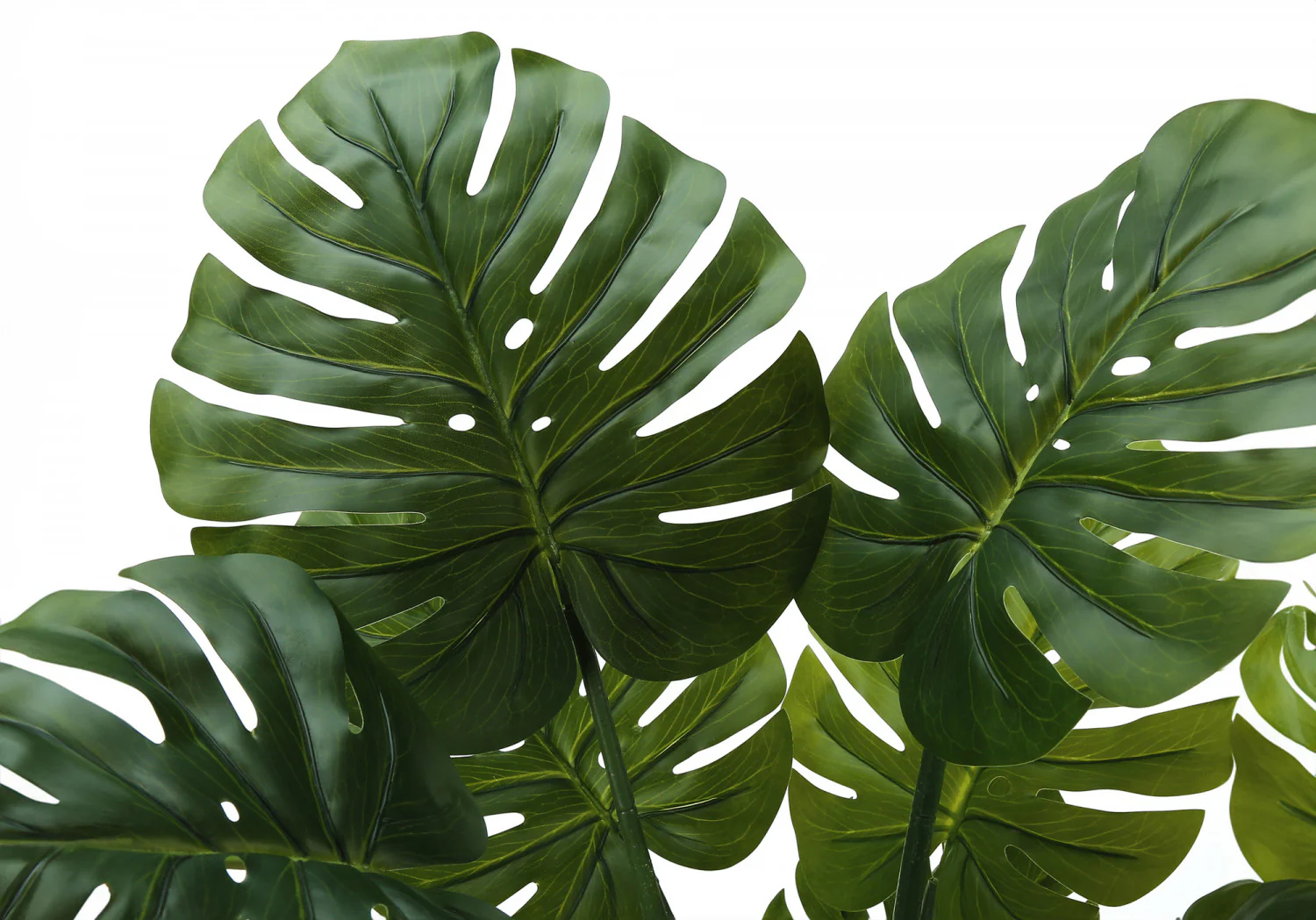 45" Monstera Plant With 6" Black Pot - Green - Image 5