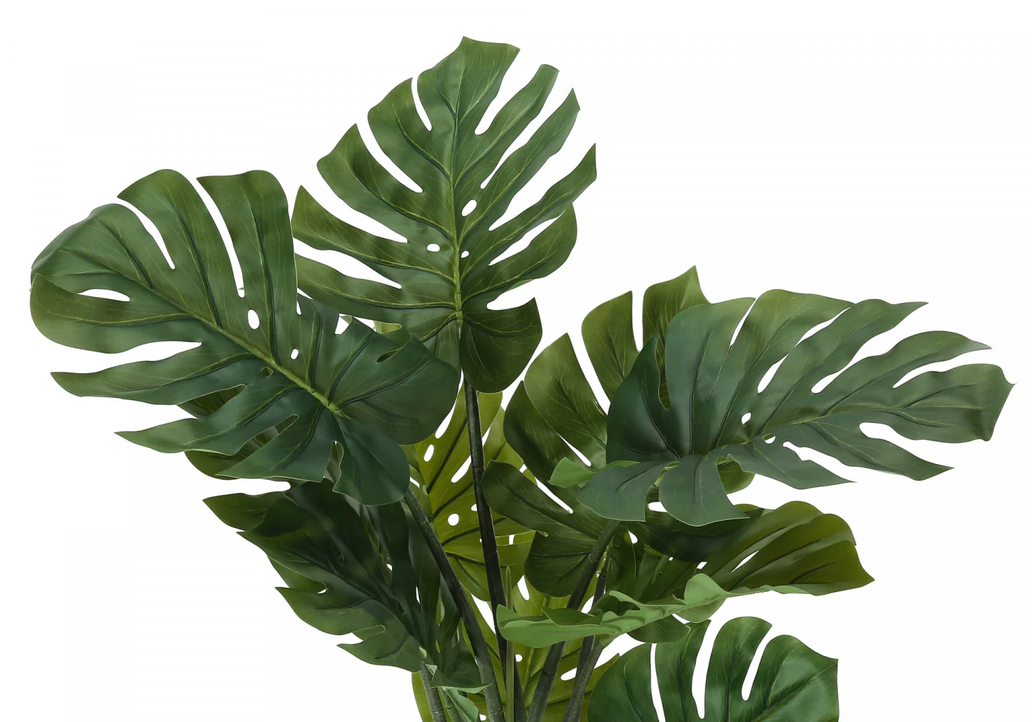 45" Monstera Plant With 6" Black Pot - Green - Image 6