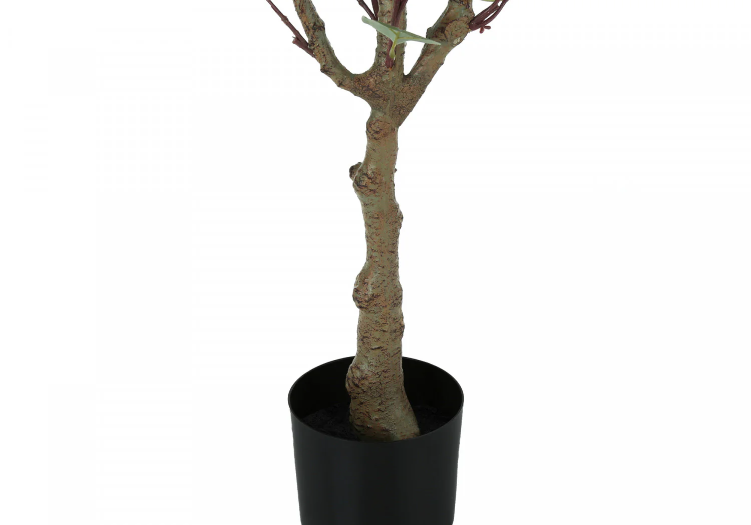46" Eucalyptus Tree With 5" Black Pot - Green - Image 4