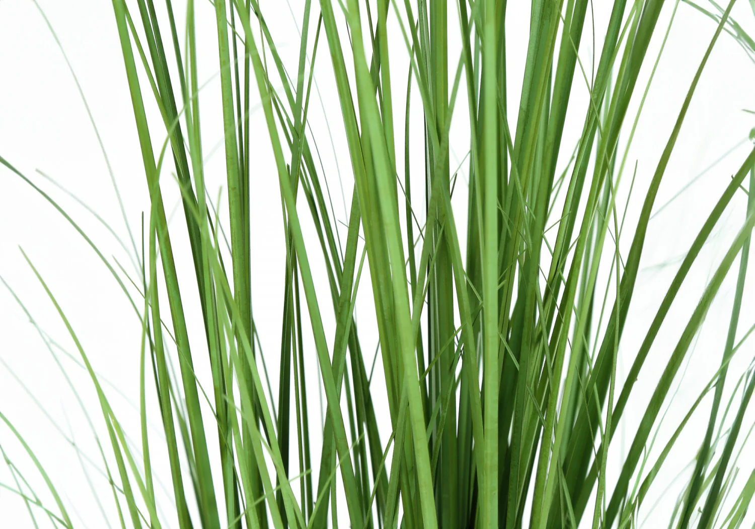 47" Grass Plant With 5" Black Pot - Green - Image 5