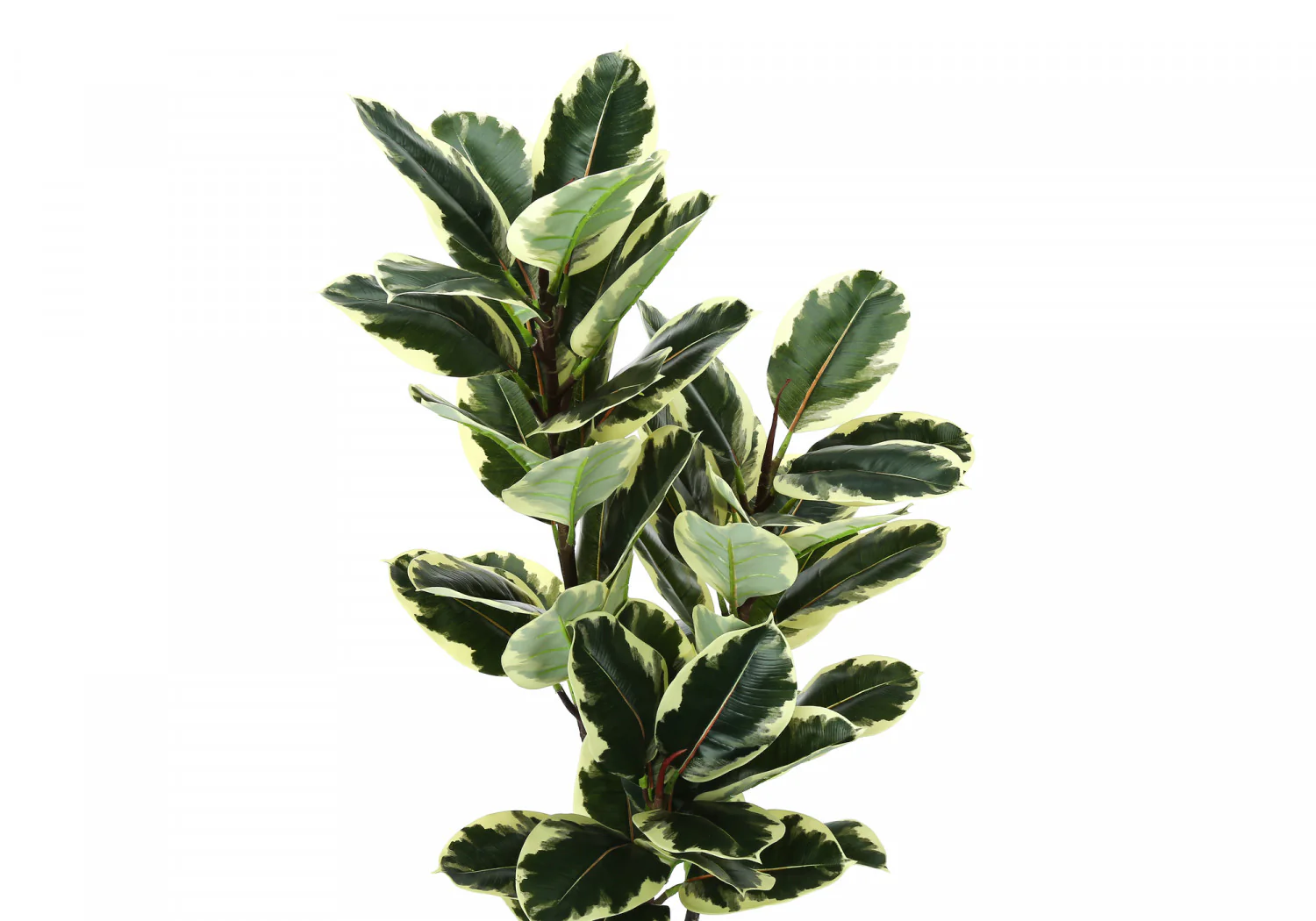 47" Oak Tree With 5" Black Pot - Green - Image 6