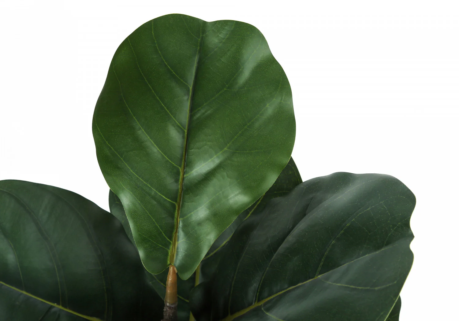 49" Fiddle Tree With 5" Black Pot - Green - Image 5