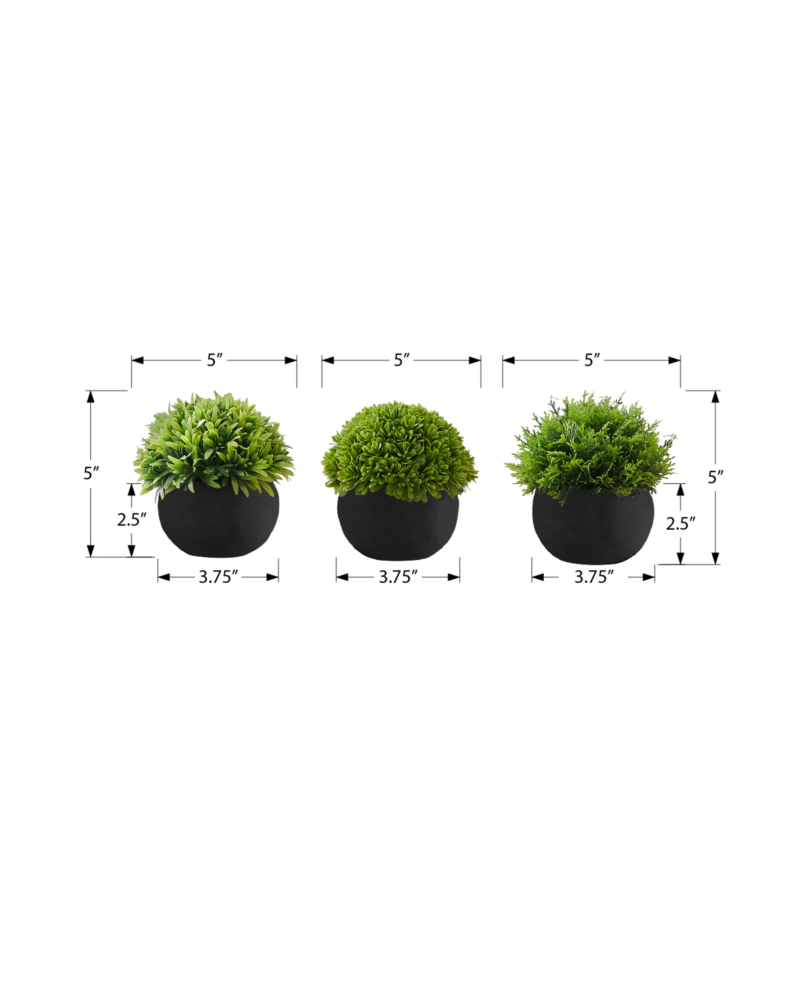 5" Succulent Plant with Black Pot - Green - Set of 3 - Image 3