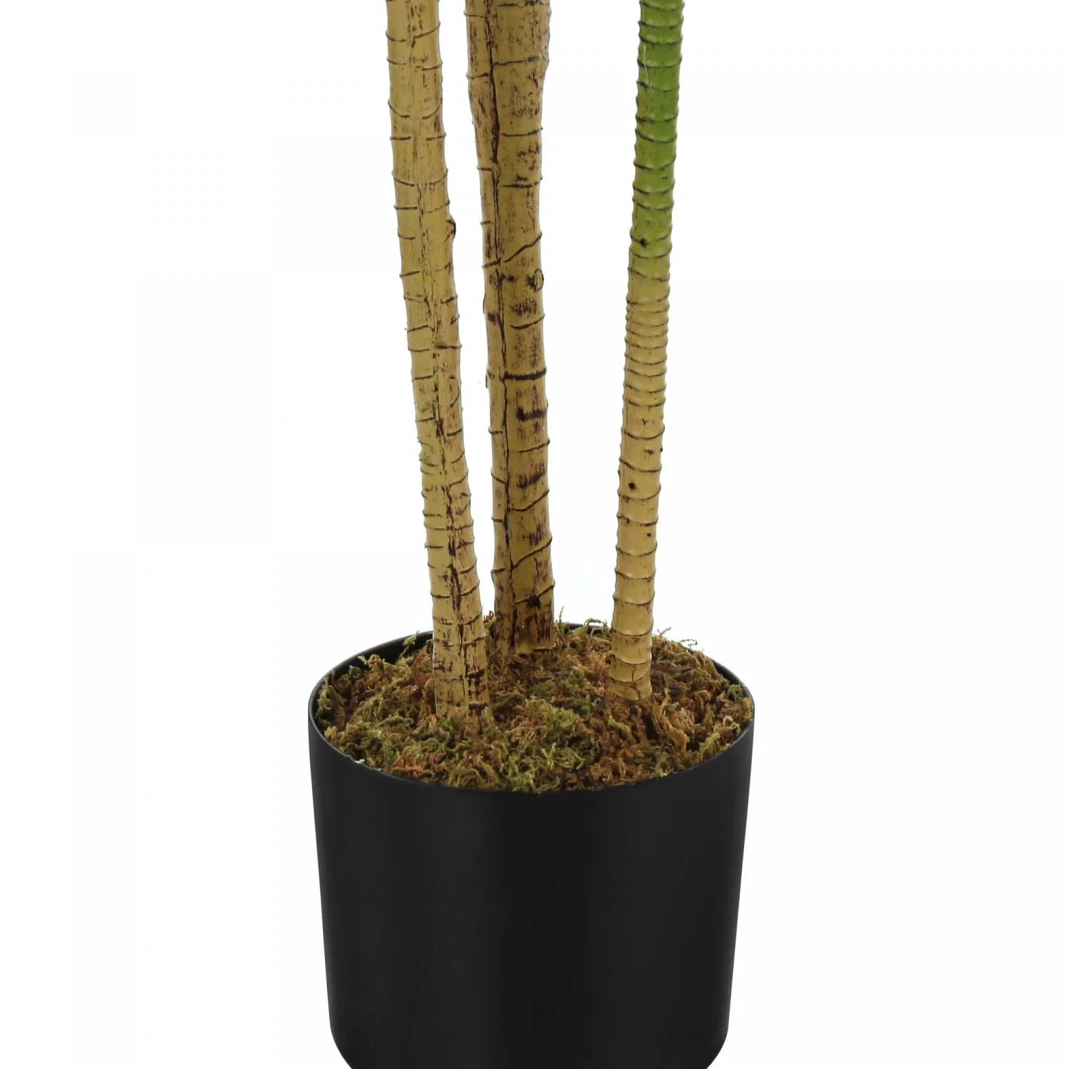 51" Dracaena Plant With 5" Black Pot - Green - Image 4