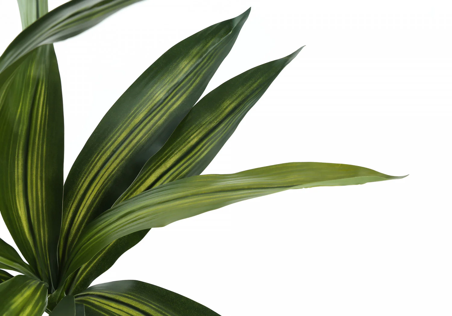 51" Dracaena Plant With 5" Black Pot - Green - Image 5