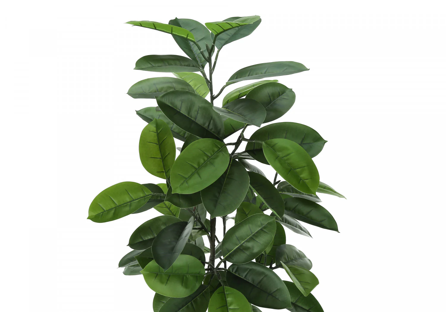 52" Rubber Tree With 5" Black Pot - Green - Image 6