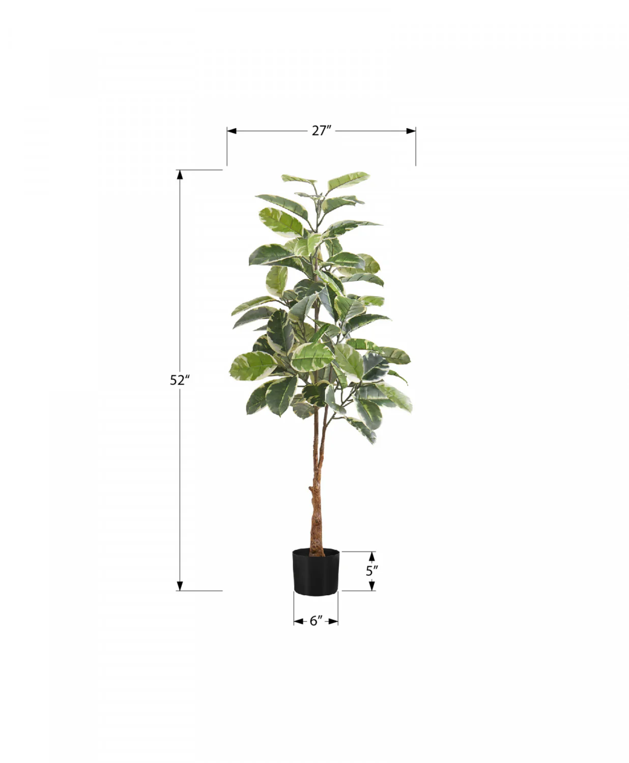 52" Rubber Tree With 5" Black Pot - Green/White - Image 3