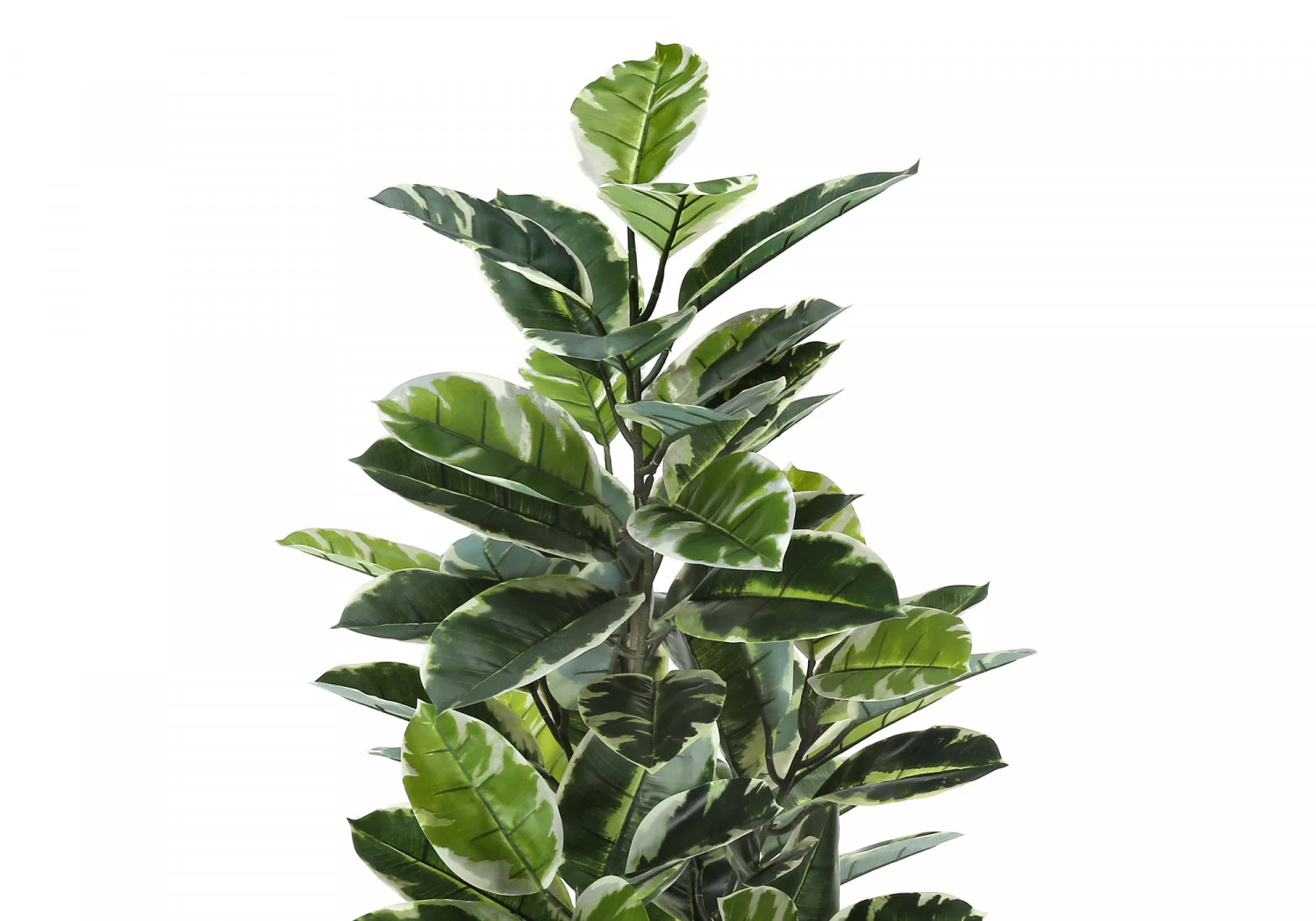 52" Rubber Tree With 5" Black Pot - Green/White - Image 6