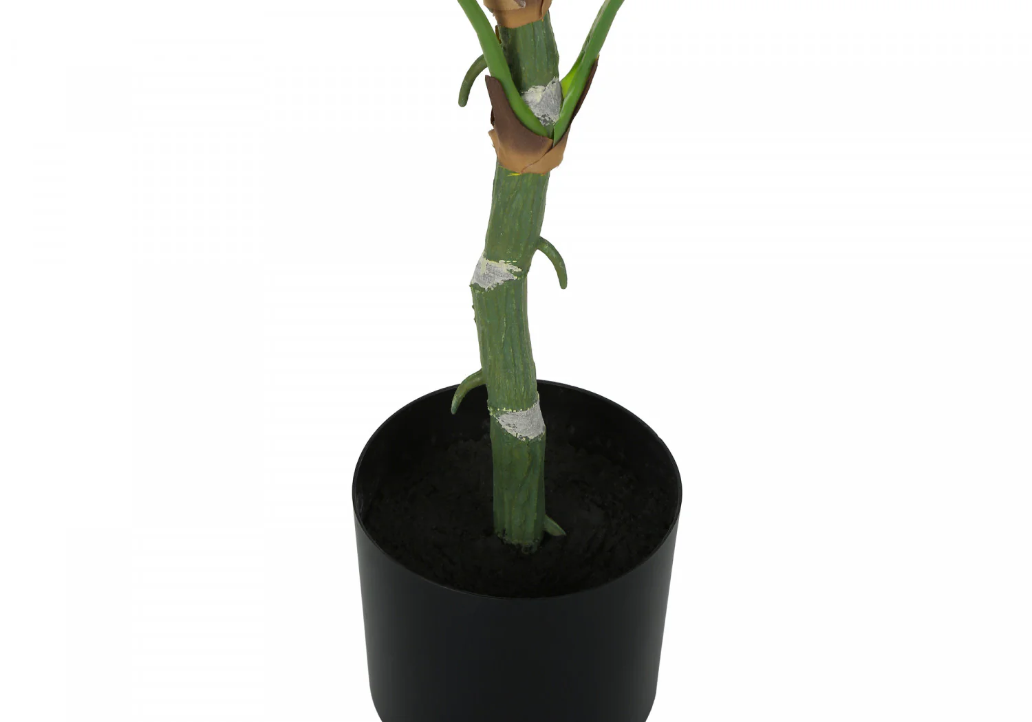 54" Dieffenbachia Tree With 6" Black Pot - Green - Image 4