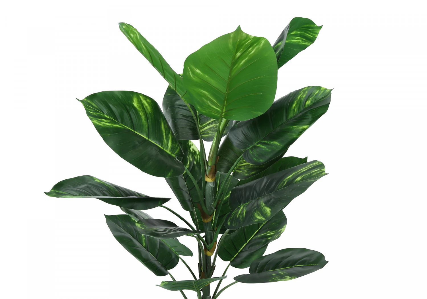 54" Dieffenbachia Tree With 6" Black Pot - Green - Image 6