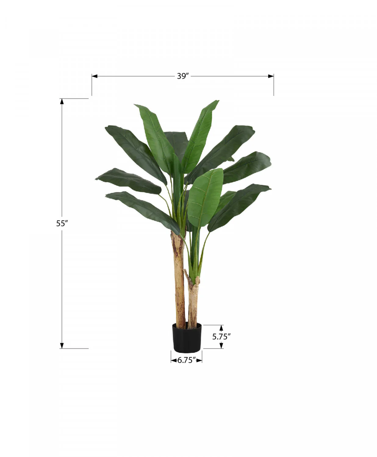 55" Banana Tree With 6" Black Pot - Green - Image 3
