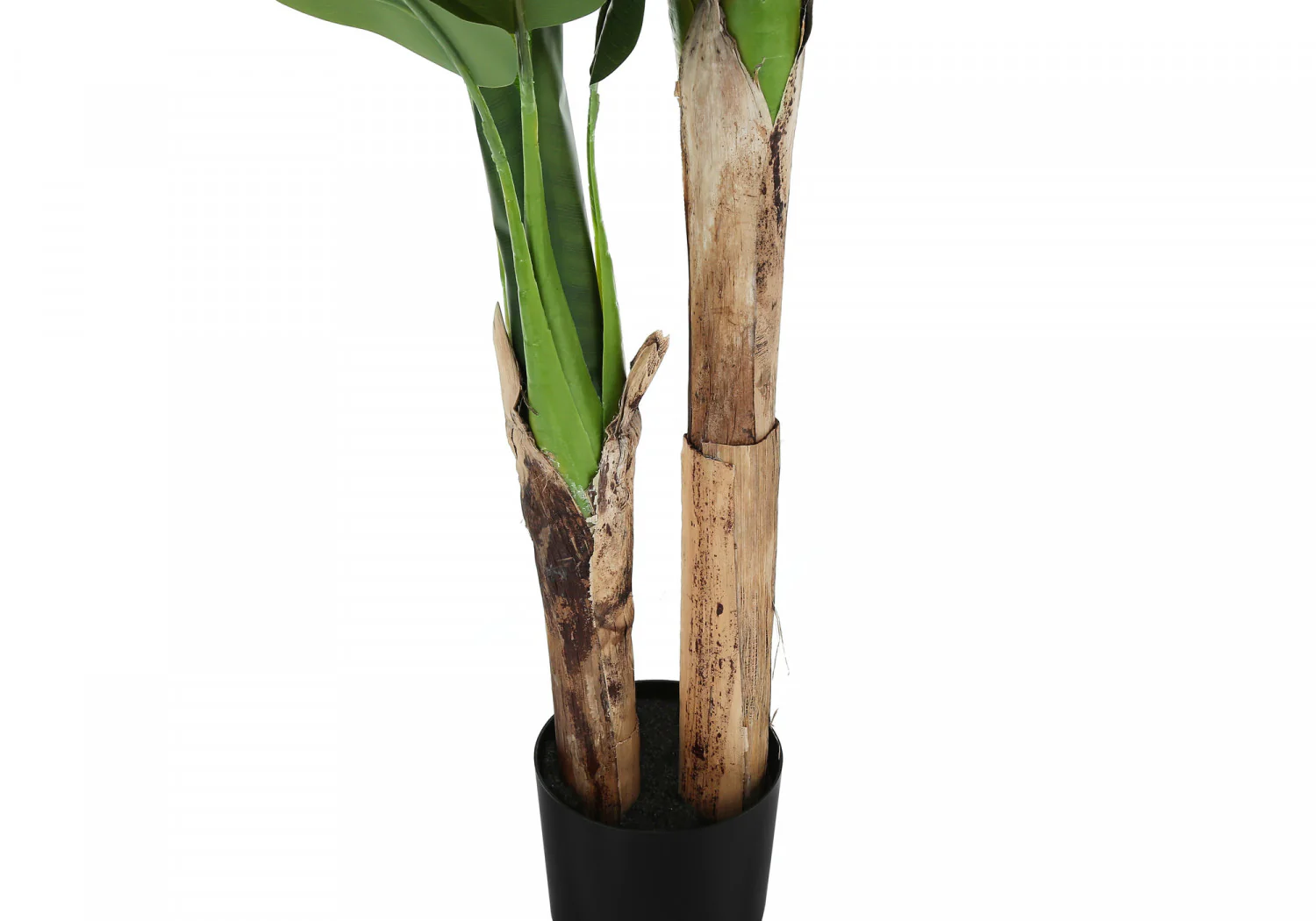55" Banana Tree With 6" Black Pot - Green - Image 4