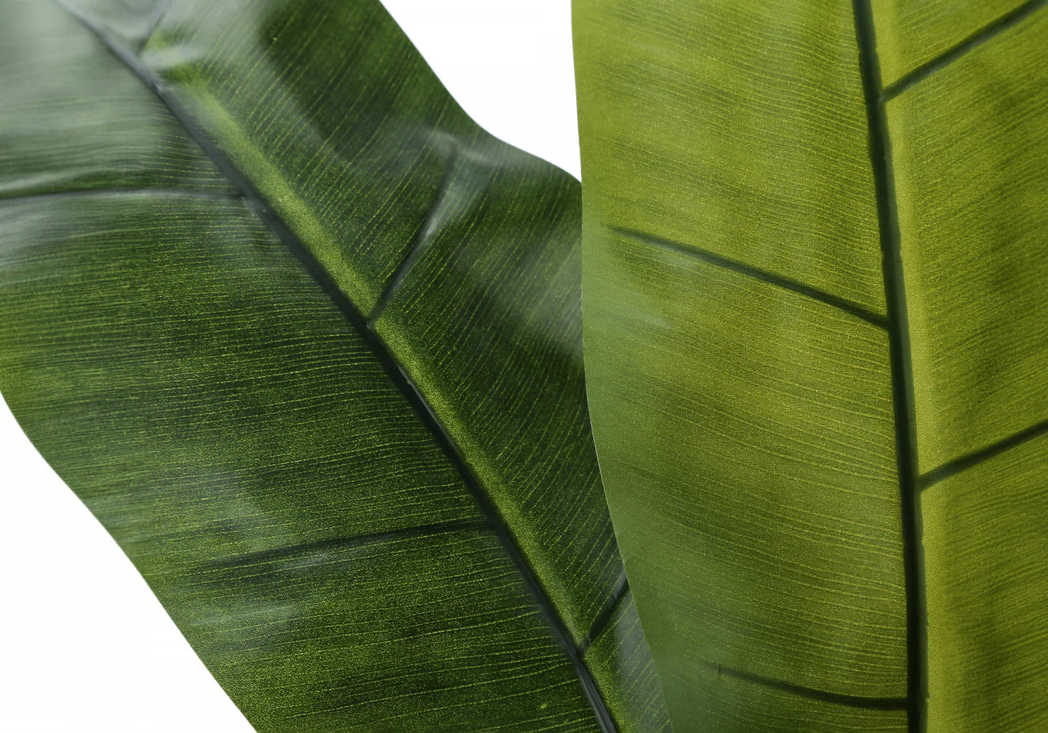 55" Banana Tree With 6" Black Pot - Green - Image 5