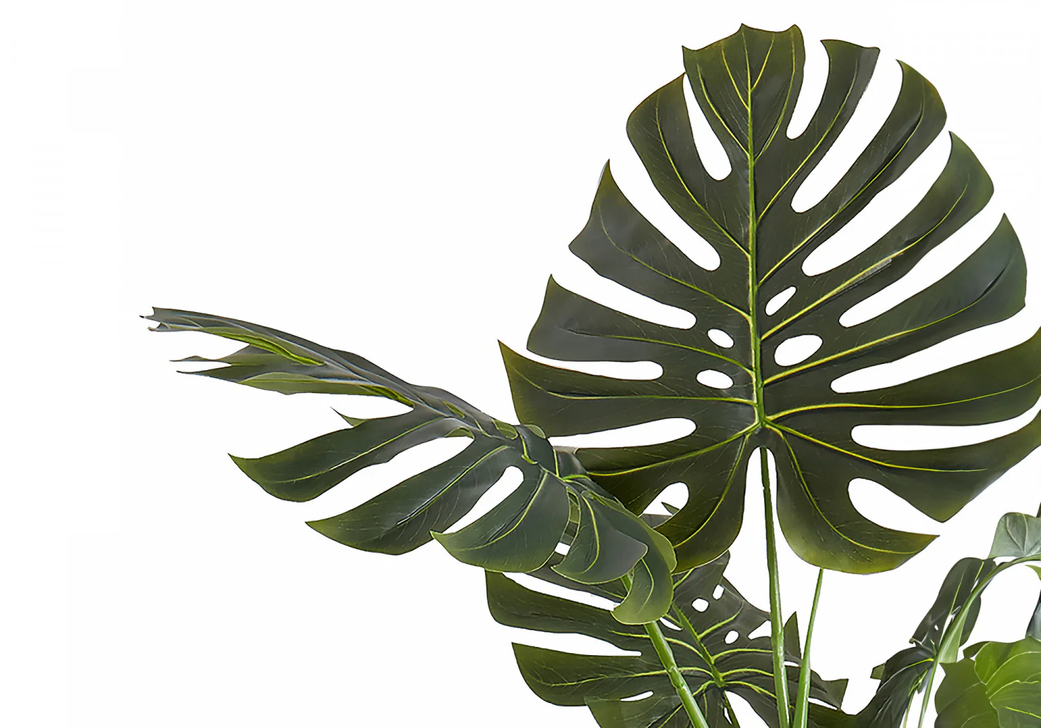 55" Monstera Plant With 6" Black Pot - Green - Image 5