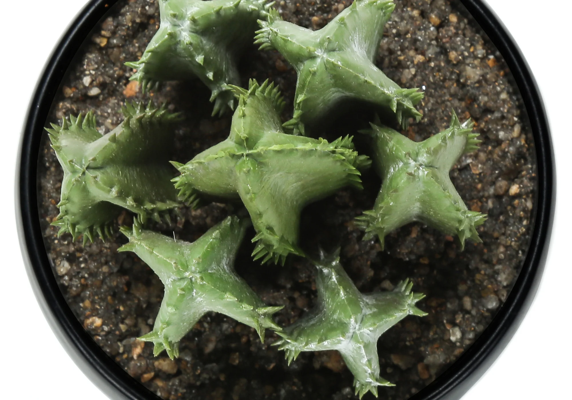 6" Succulent Plant with Black Pot - Green - Set of 3 - Image 7