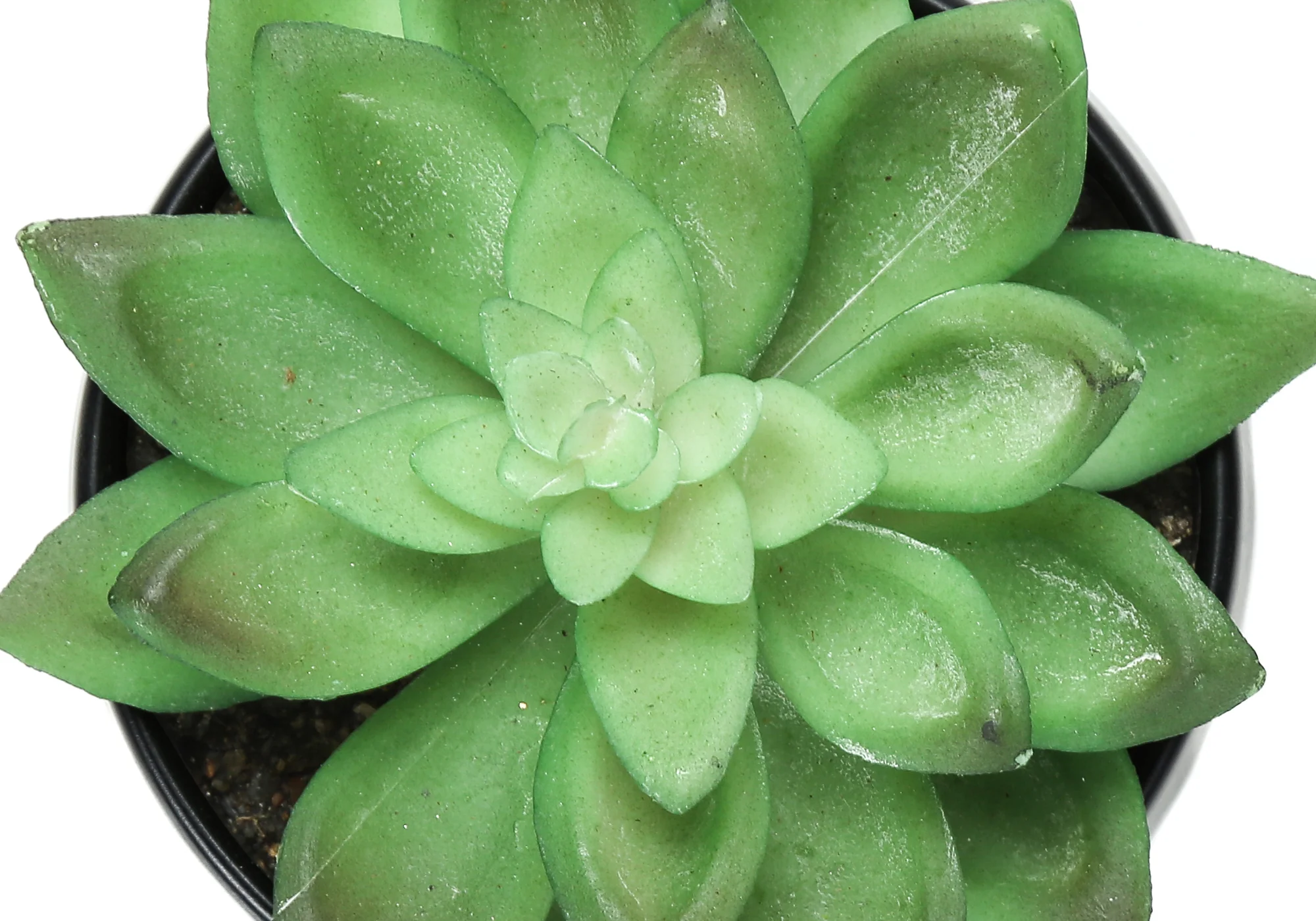 6" Succulent Plant with Black Pot - Green - Set of 3 - Image 8