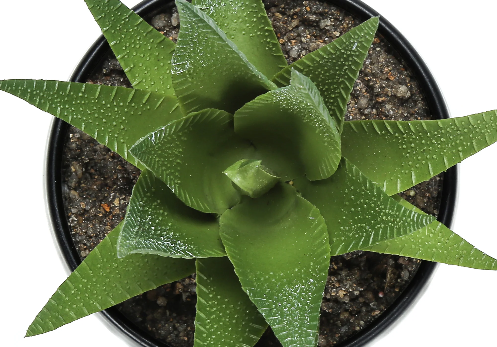 6" Succulent Plant with Black Pot - Green - Set of 3 - Image 9