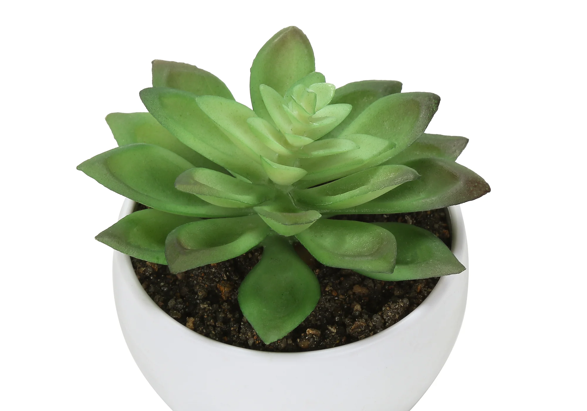 6" Succulent Plant with White Pot - Green - Set of 3 - Image 4