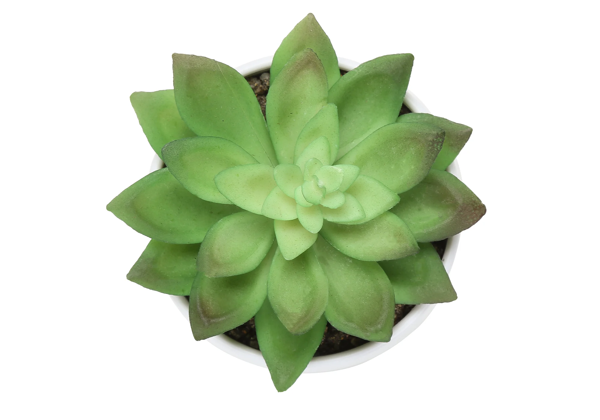 6" Succulent Plant with White Pot - Green - Set of 3 - Image 8