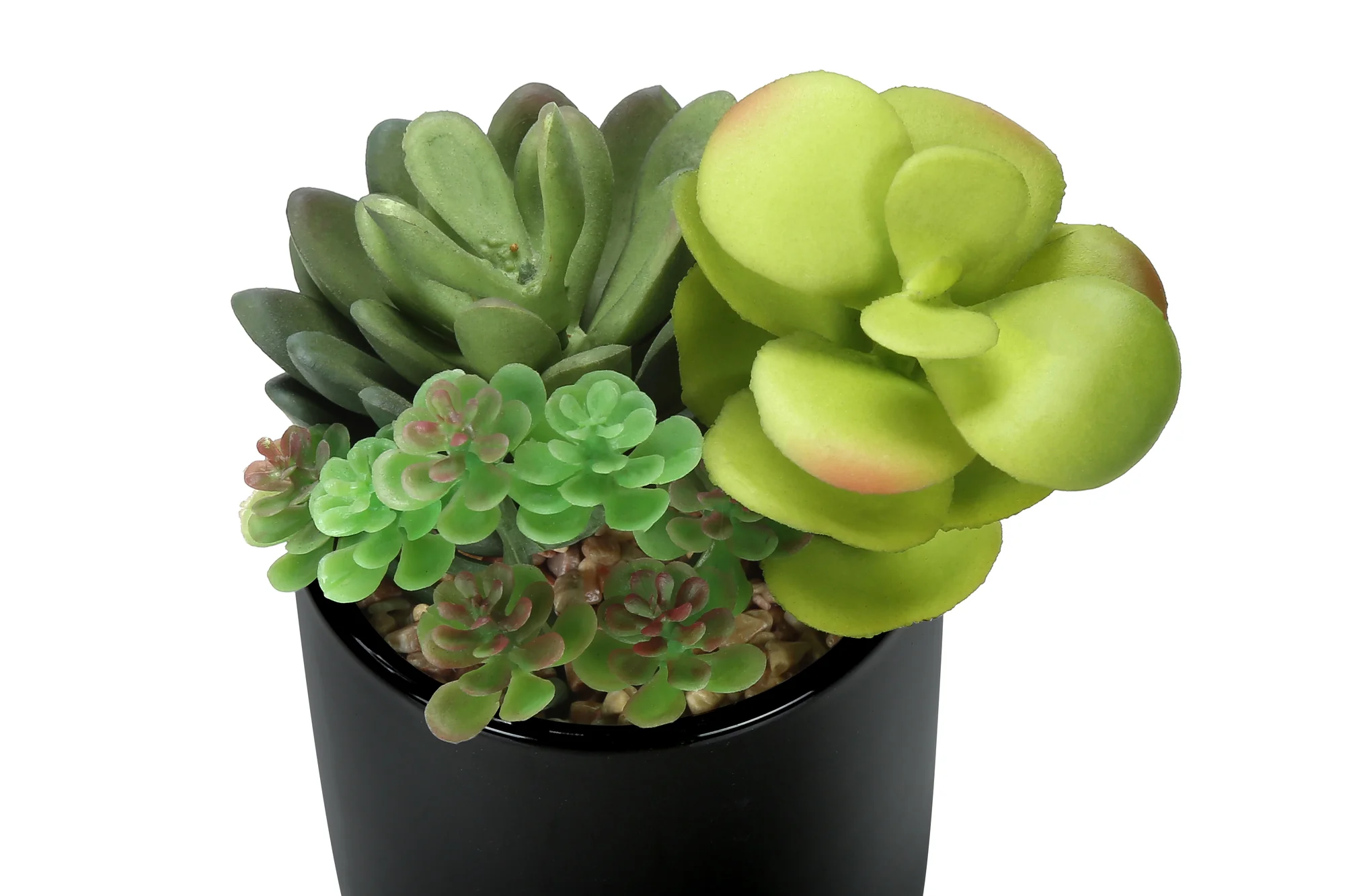 7" Succulent Plant with 3" Black Pot - Green - Set of 2 - Image 5