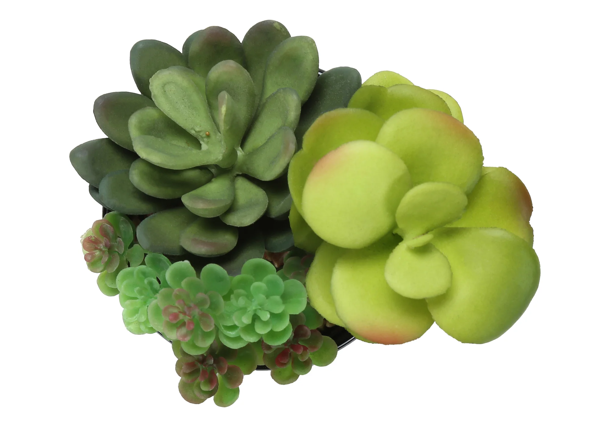 7" Succulent Plant with 3" Black Pot - Green - Set of 2 - Image 7