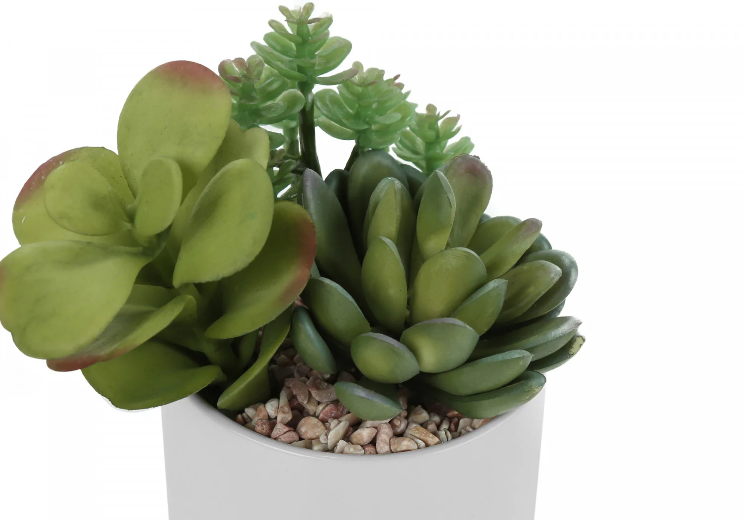 7" Succulent Plant with 3" White Pot - Green - Set of Two - Image 3