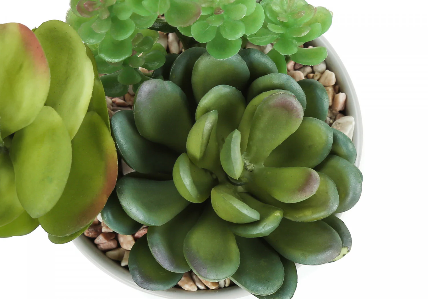 7" Succulent Plant with 3" White Pot - Green - Set of Two - Image 6