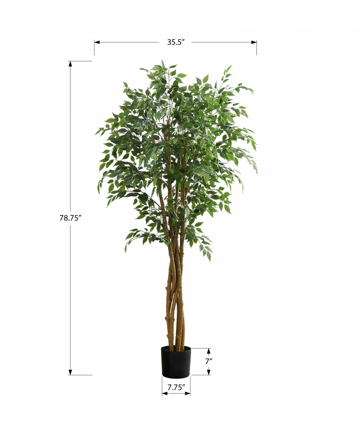 79" Ficus Tree With 8" Black Pot - Green - Image 3
