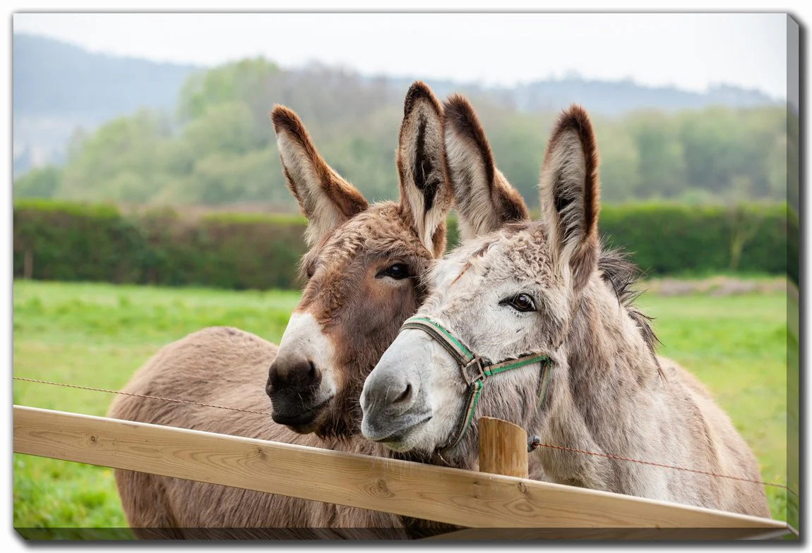 Donkeys at the Fence Wall Art - Brown - 30 X 45
