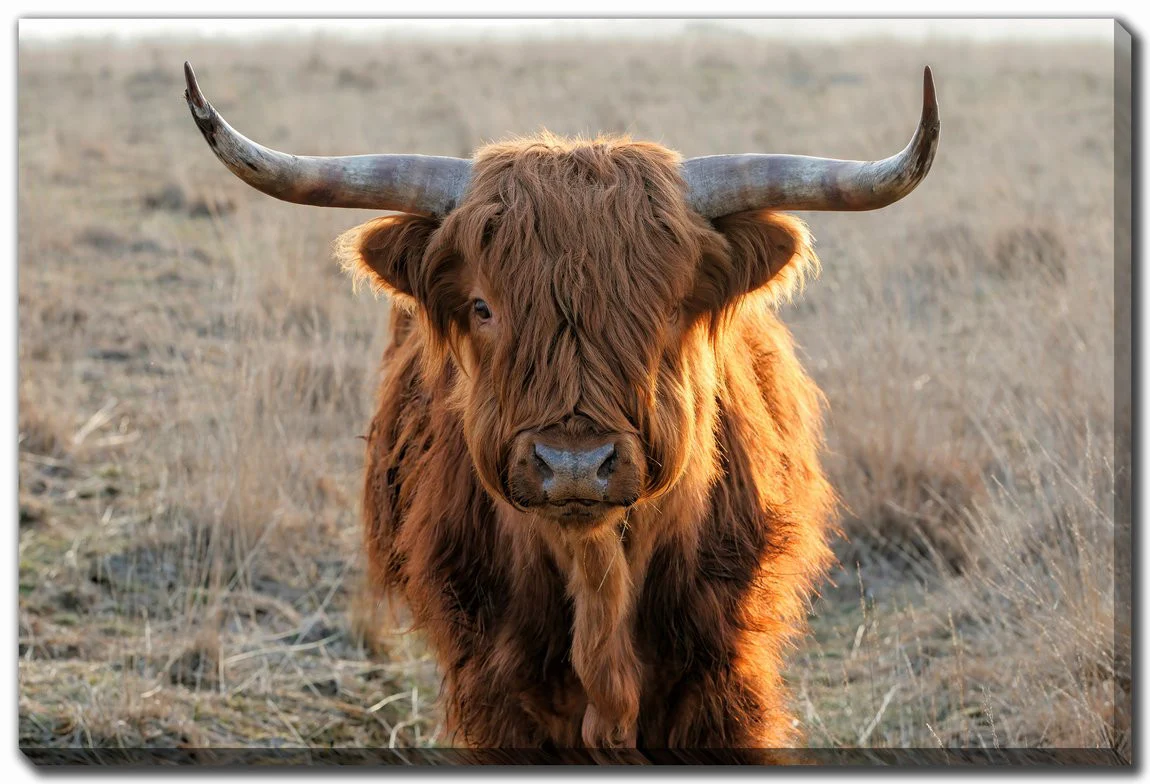Dusk Wanderer Wall Art - Brown - 38 X 60