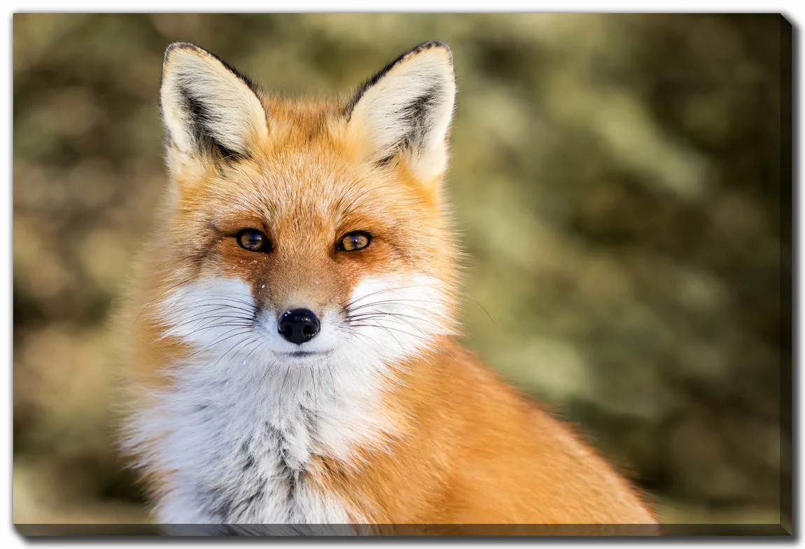Fox in Focus Wall Art - Orange - 38 X 60