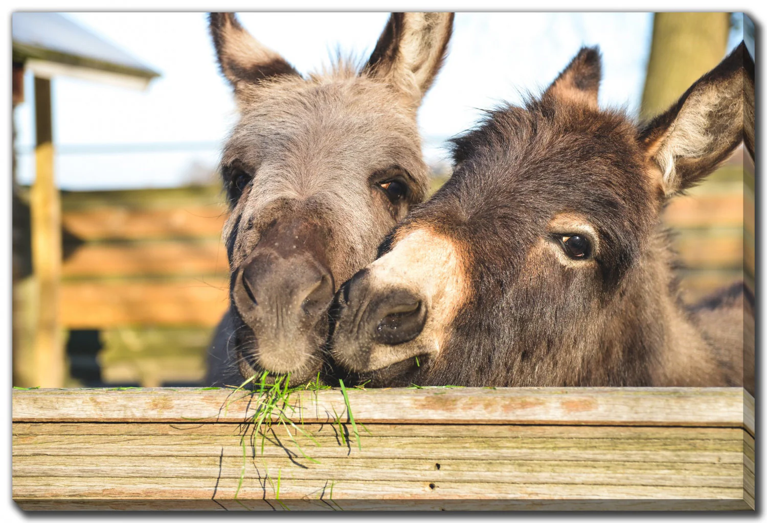 Fuzzy Friends Wall Art - Brown - 22 X 28