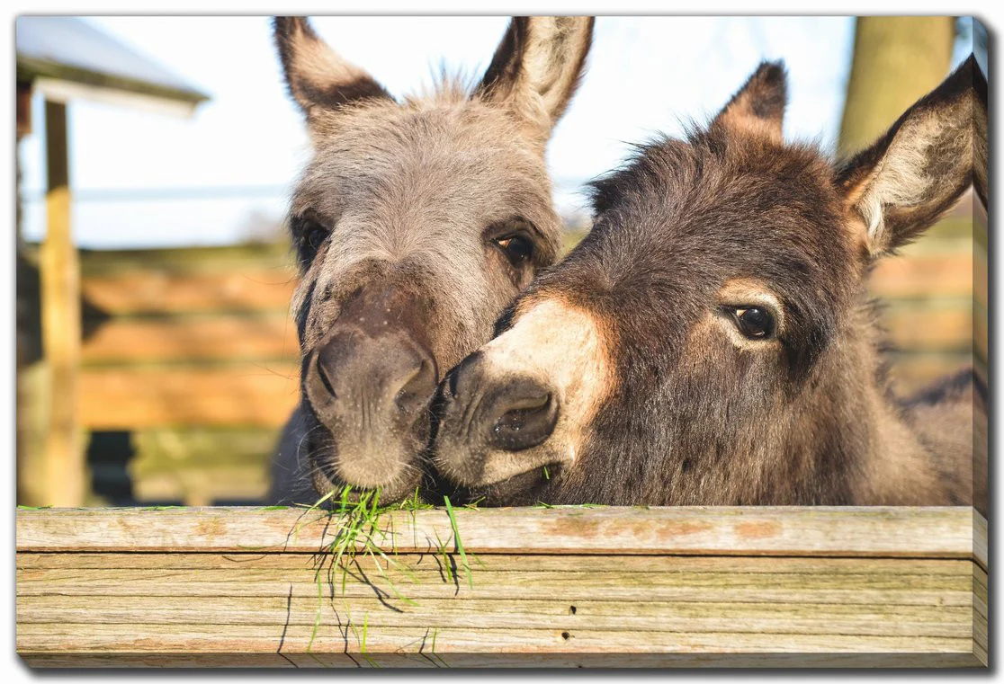 Fuzzy Friends Wall Art - Brown - 38 X 60