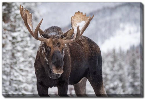 King of the Forest Wall Art - Brown/Grey - 16 X 20
